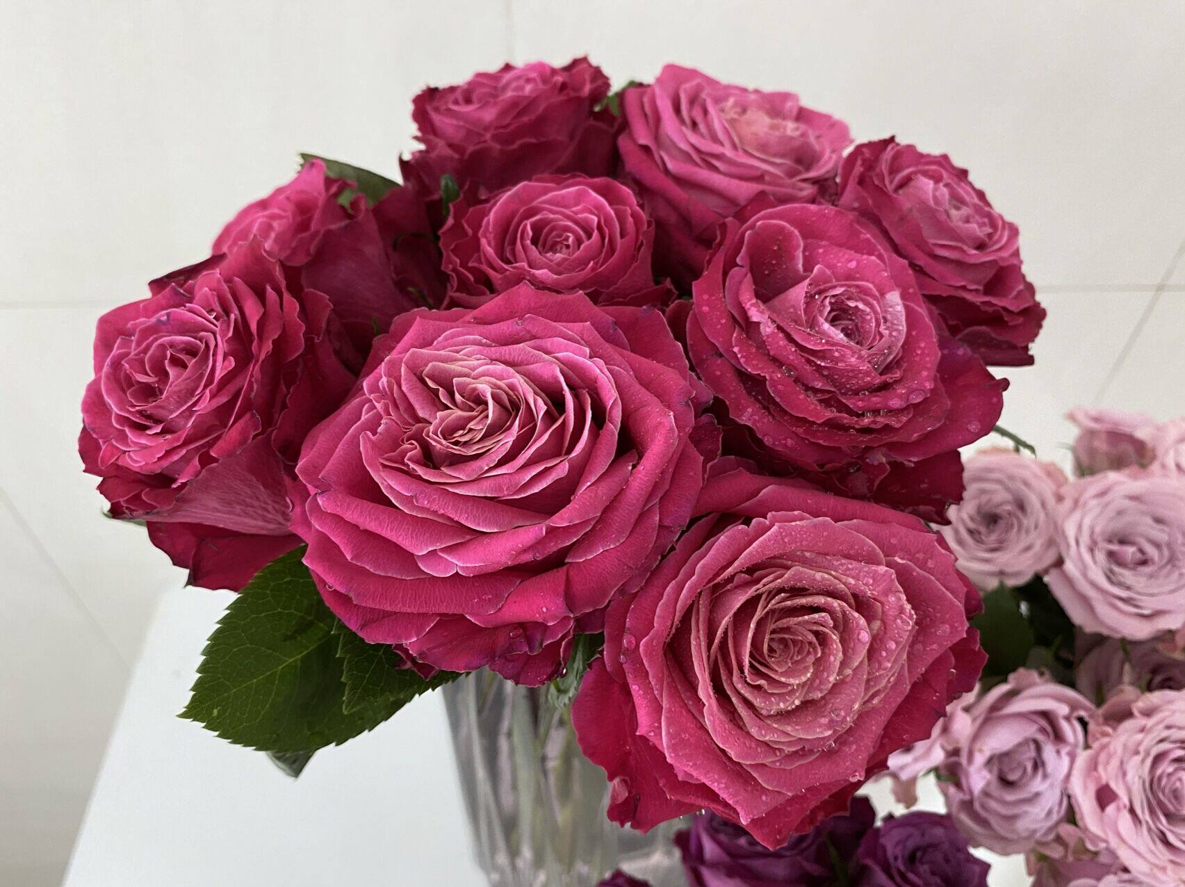 【水灵花园】电影明星 刺少耐热新品花苗玫瑰盆栽阳台月季