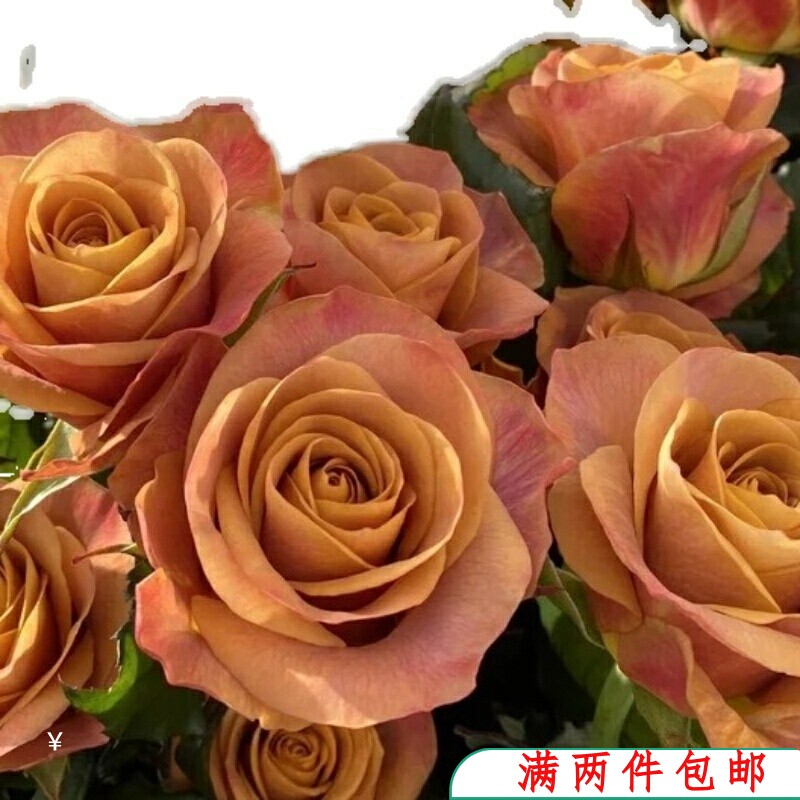 【水灵花园】符号 月季复古色玫瑰花苗盆栽阳台大花耐热