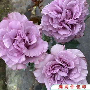 水灵花园 暮光 2021新品 玫瑰切花 紫色幽兰香 阳台月季