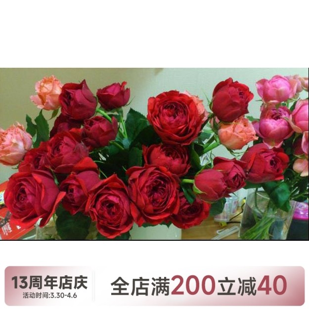 【水灵花园】红苹果red apple rose   微月玫瑰  丰花