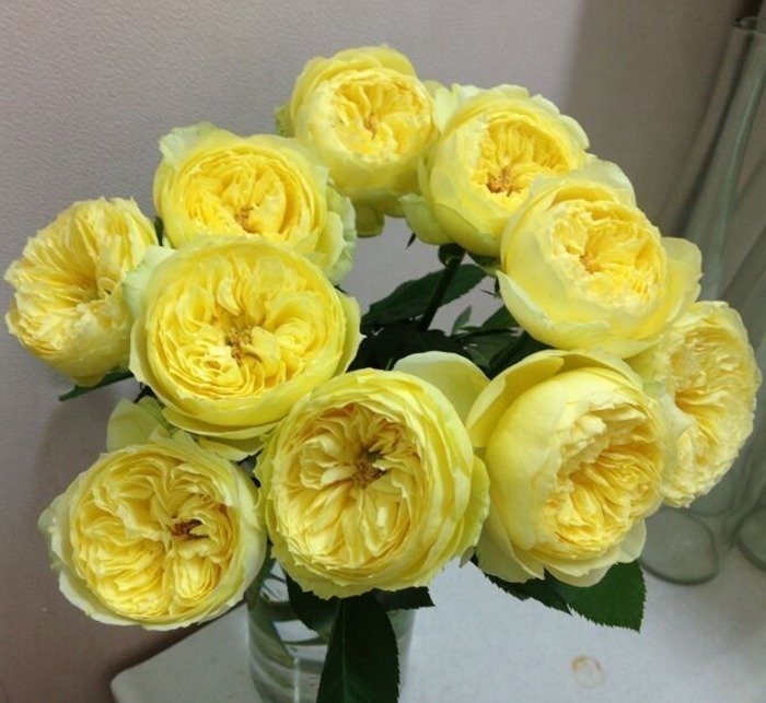 【水灵花园】卡特琳娜 月季玫瑰 切花包子 灌木玫瑰 盆栽黄色