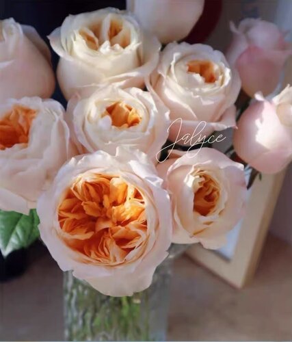 水灵花园多季节维多利亚蜜桃月季