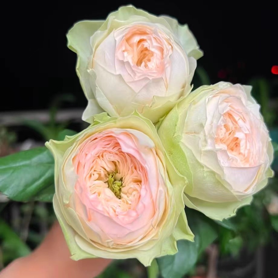 【水灵花园】粉红派 Pink Pie  wans玫瑰包子 淡香粉绿灌木月季