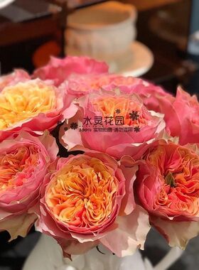 【水灵花园】超新品荷兰玫瑰花苗