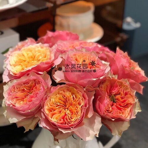 【水灵花园】超新品荷兰玫瑰花苗