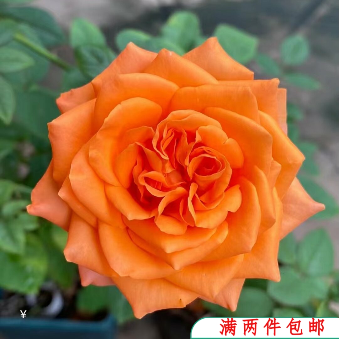 【水灵花园】朝霞，新品包装切花大花月季阳台庭院