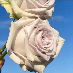 【水灵花园】海洋之谜 ,淡蓝色 德国欧月花苗月季盆栽