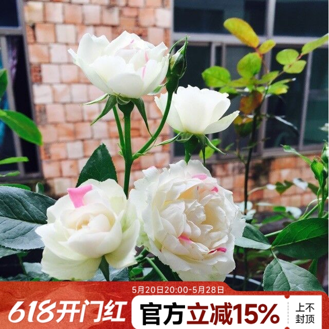 白桃草莓冻糕月季水灵花园多季节