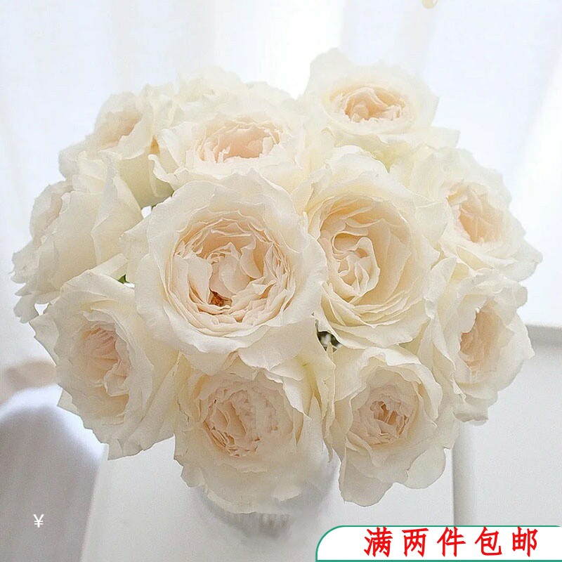 【水灵花园】美雪公主新品日本月季玫瑰强香维美大轮花