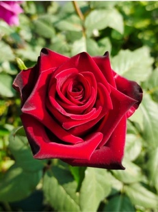 【水灵花园】角斗士,新品大花切花玫瑰月季阳台庭院盆栽