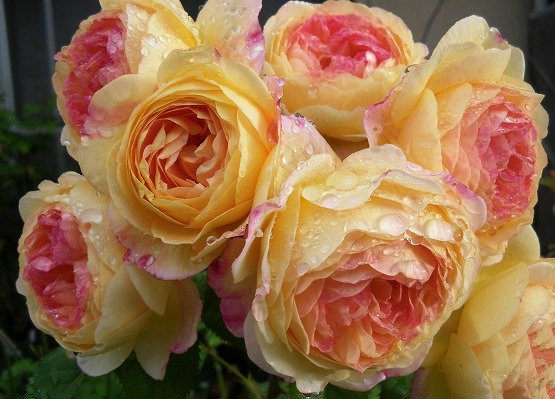 【水灵花园】罗斯曼尼.詹森(Rosomane Janon) 灌木爬藤 月季玫瑰|ruв категории доставка цветов/цветок моделирования/растения садоводства, цветок/растения в горшках (новый), растения - от Buy2taobao.com для оказания профессиональной услуги покупки агента Taobao