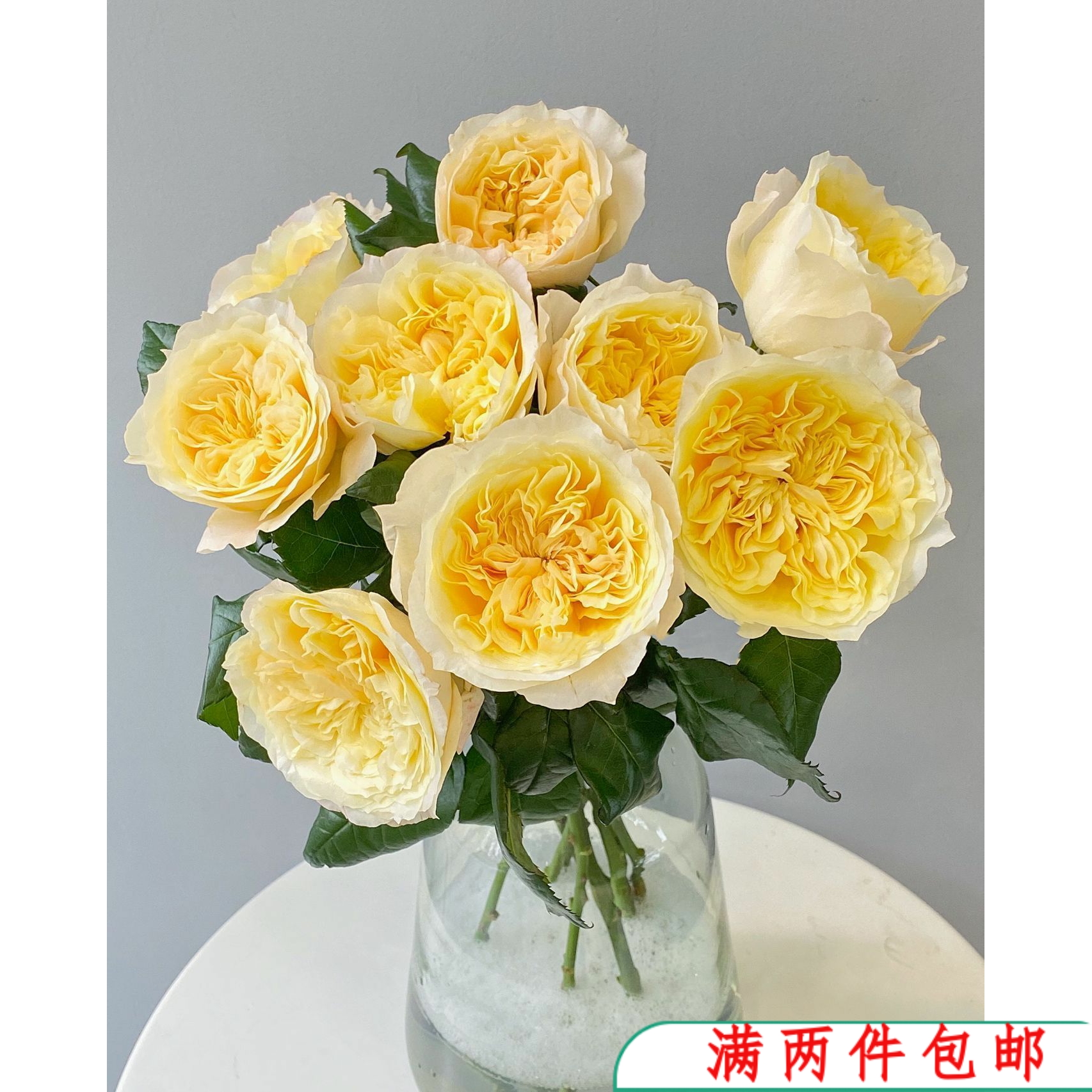 【水灵花园】舒芙蕾 大花超新品切花玫瑰 月季灌木花径可达15厘米