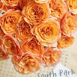 【水灵花园】南方公园 月季灌木抗病耐热 橙色卷心大花 荷兰VIP