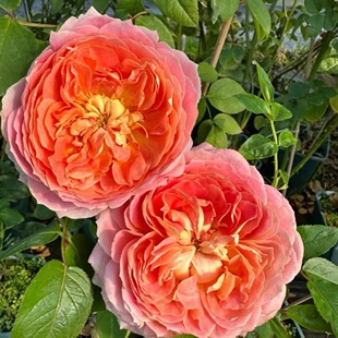 【水灵花园】奶糖古董，新品灌木月季庭院庭院