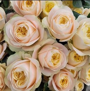 【水灵花园】普利希拉,稀有大花切花勤花直立好灌木月季玫瑰阳台