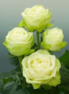 【水灵花园】浪漫格林\绿色浪漫Green Romantic 绿色切花灌木月季