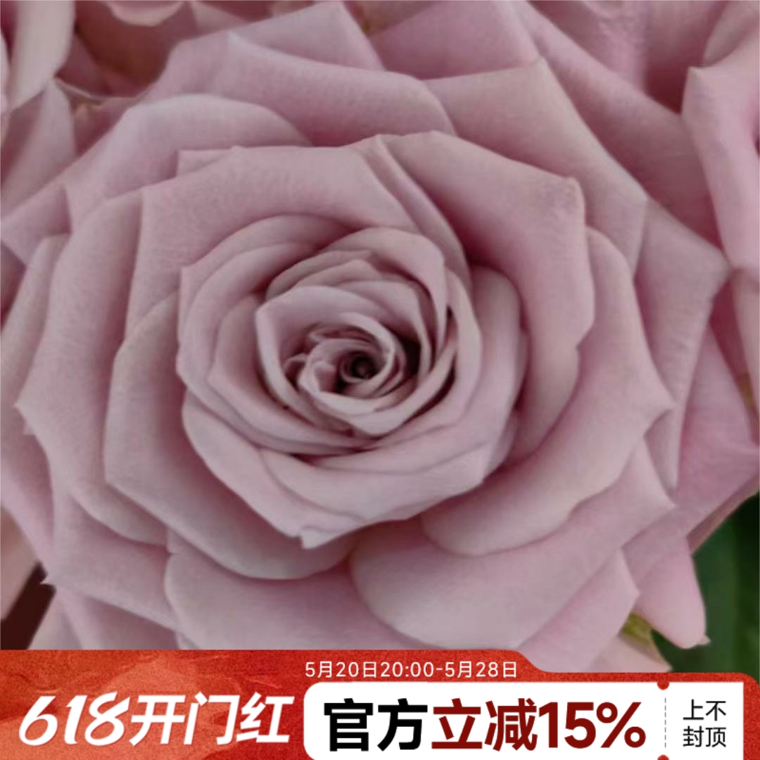 【水灵花园】粉曼塔，新品切花月季阳台盆栽