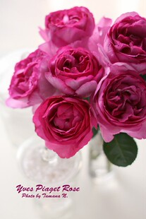 【水灵花园】灌木伊芙伯爵月季 玫瑰欧月 强香大花灌木