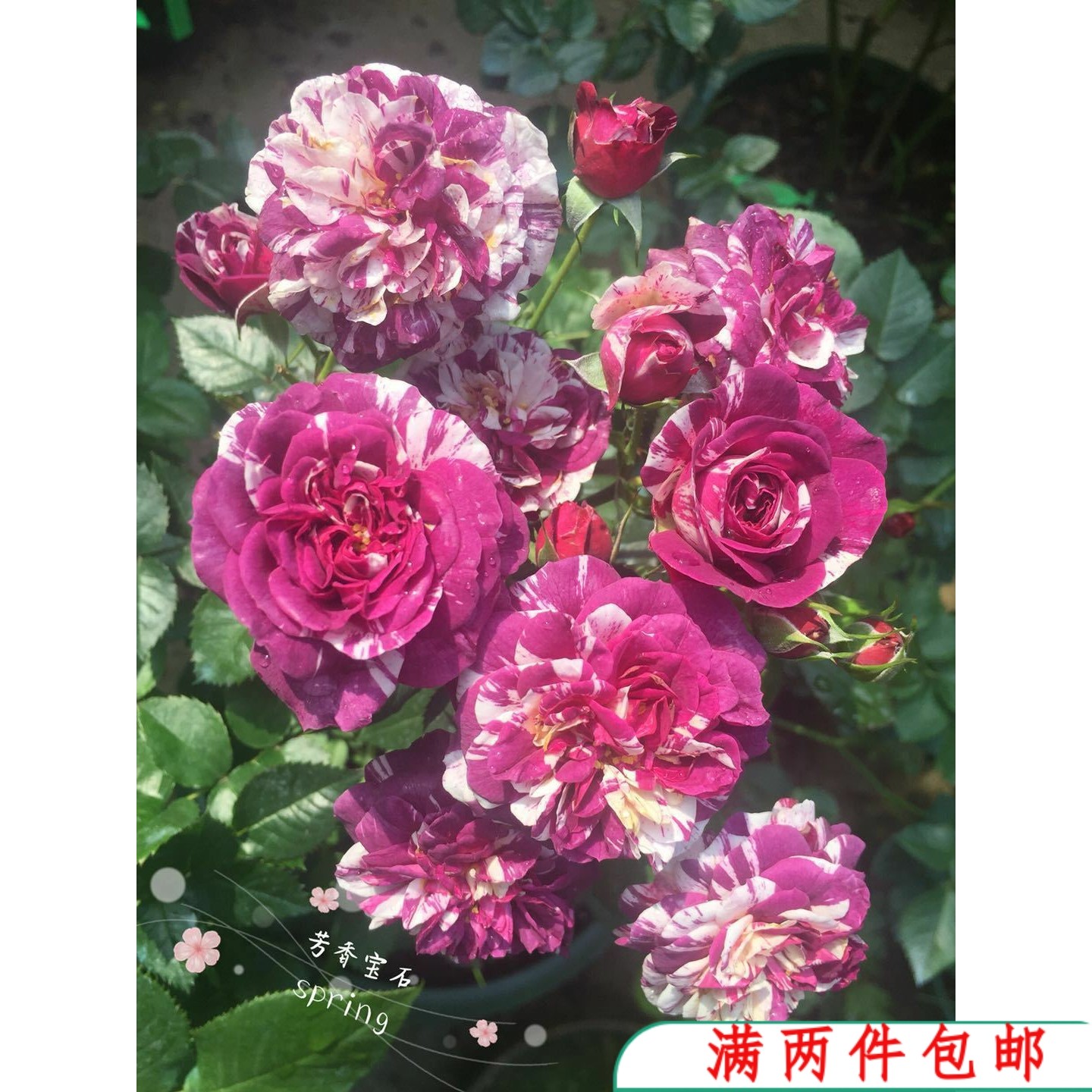 【特价】芬芳宝石   丰花微月  强香   月季