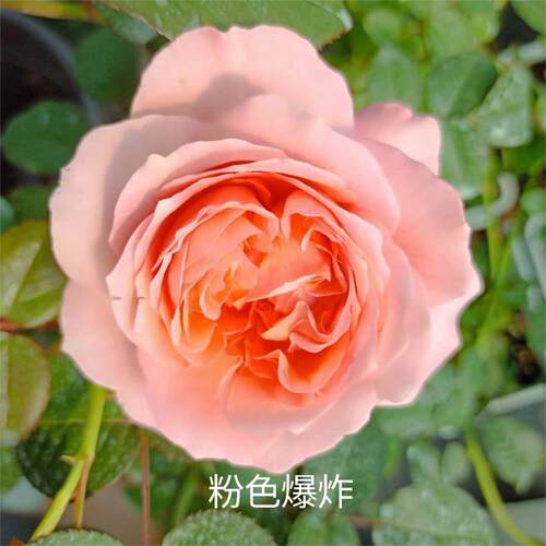 【水灵花园】粉色爆炸  肯尼亚超新品切花大花月季玫瑰阳台庭院盆