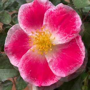 水灵花园 天狼正版授权 桃花影 胭脂油画般的单瓣月季盆栽