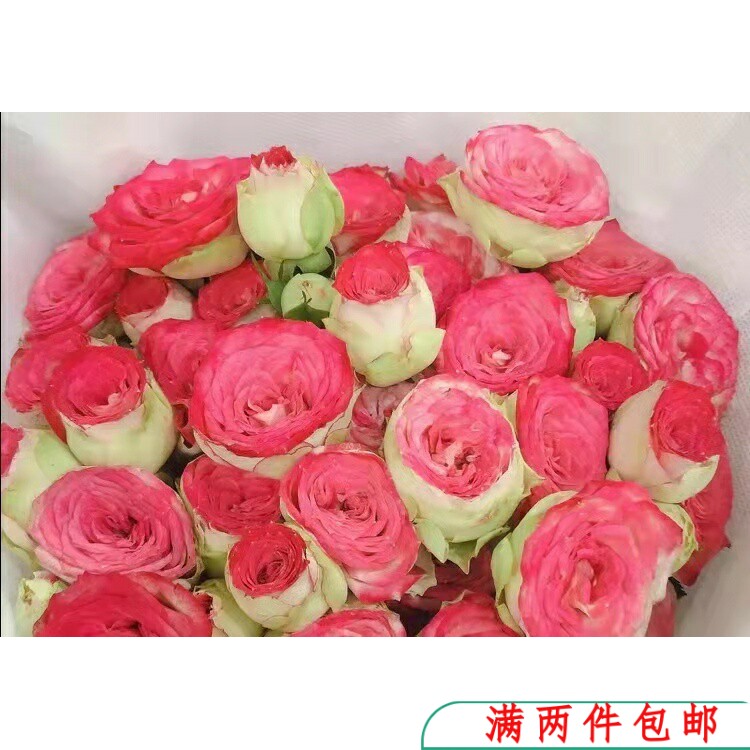 【水灵花园】小红帽 多头丰花耐开超可爱阳台系列 微月 月季玫瑰