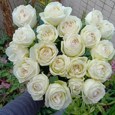 水灵花园  艾菲莉亚 浓香大花  耐开 灌木月季玫瑰