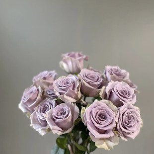 新品 震惊蓝/厌恶蓝 月季切花大花月季花苗庭院阳台盆栽勤花