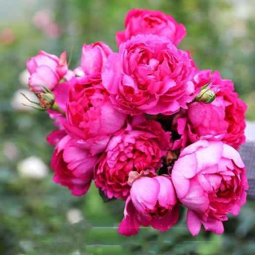 伊芙水灵花园胭脂强香切花月季