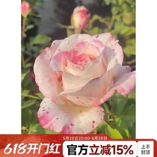 【水灵花园】霓裳,新品切花月季玫瑰耐寒耐晒抗病灌木庭院盆栽