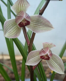 村村寨寨云南莲瓣兰荷瓣名品漂洋荷 两苗起售全国包邮 特价