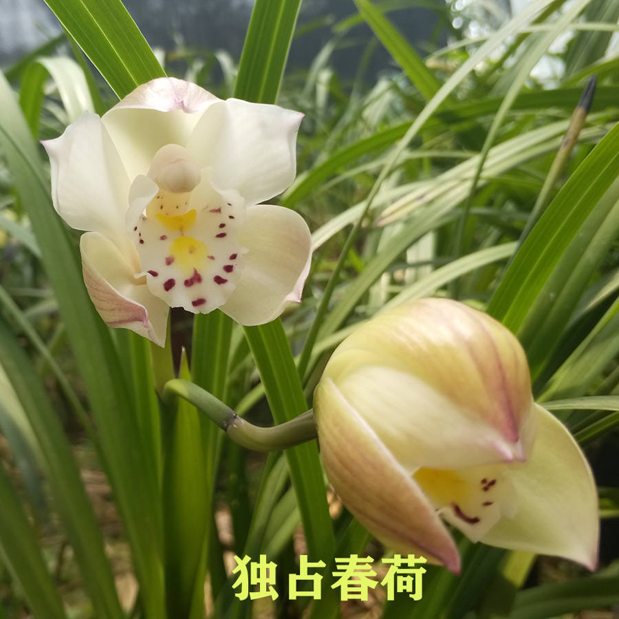 村村寨寨之云南传统原种国兰名品雪兰/独占春/双飞燕腾冲槟郎江种