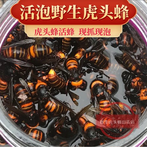 野生马蜂土蜂活泡金环虎头蜂大黄蜂地雷蜂黑尾胡蜂地龙蜂风湿材料