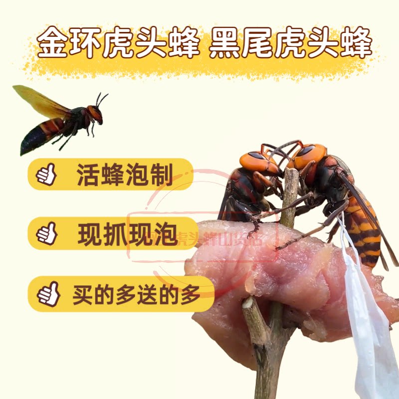 野生黑尾马蜂胡蜂土蜂黄蜂地雷蜂黑尾虎头蜂双金环虎头蜂活体活泡