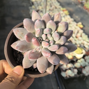 ynslm所罗门品种多肉植物组合盆栽适合室内外养殖