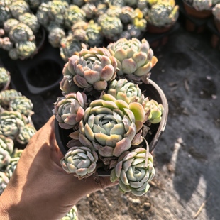 ynbr办公室庭院好养的老桩盆栽贝瑞多肉植物