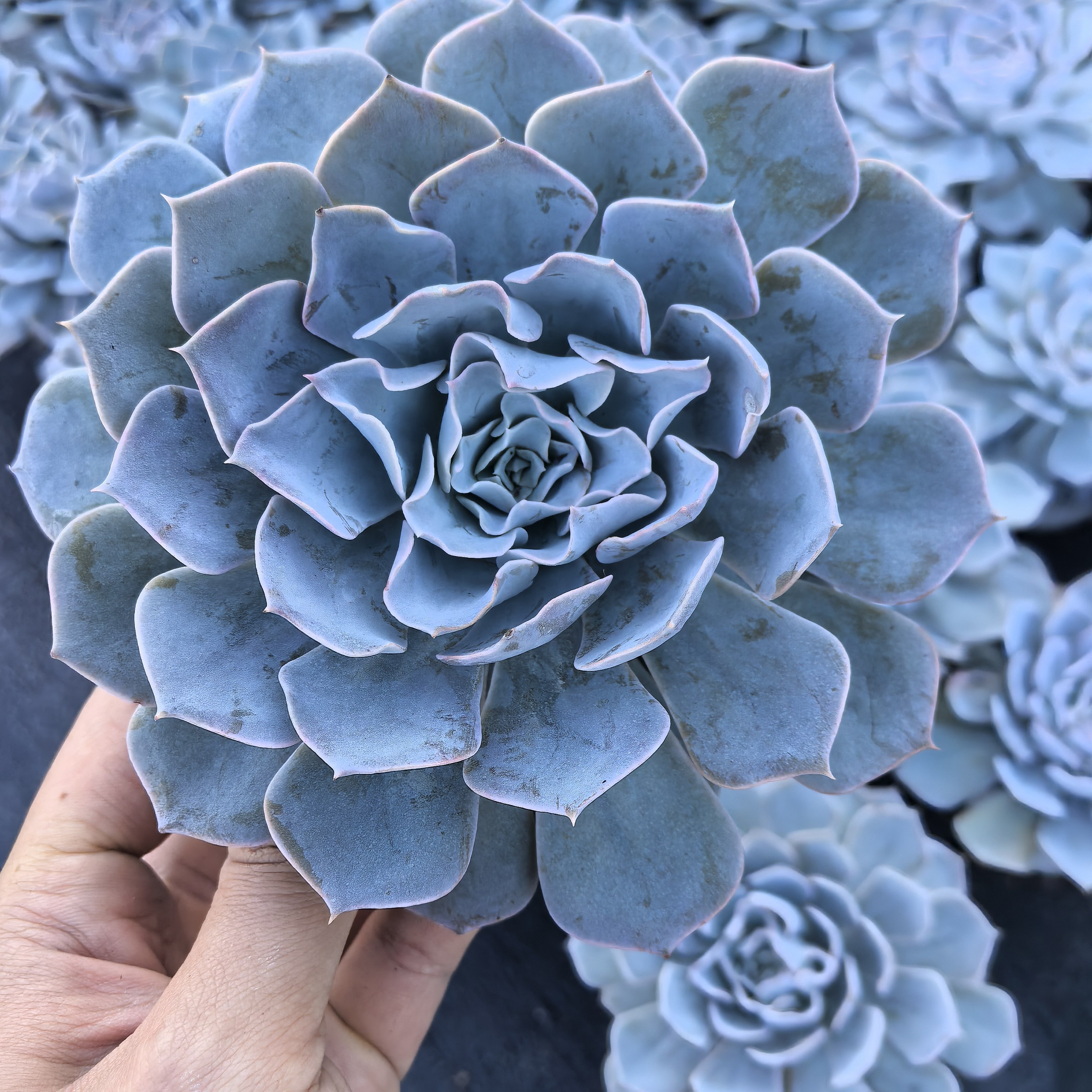 ynlsl蓝石莲多肉植物大颗好养适合室内阳台小盆栽绿植花卉,鲜花速递/花卉仿真/绿植园艺,多肉植物,淘宝优惠券,粉丝福利购,淘宝优惠卷