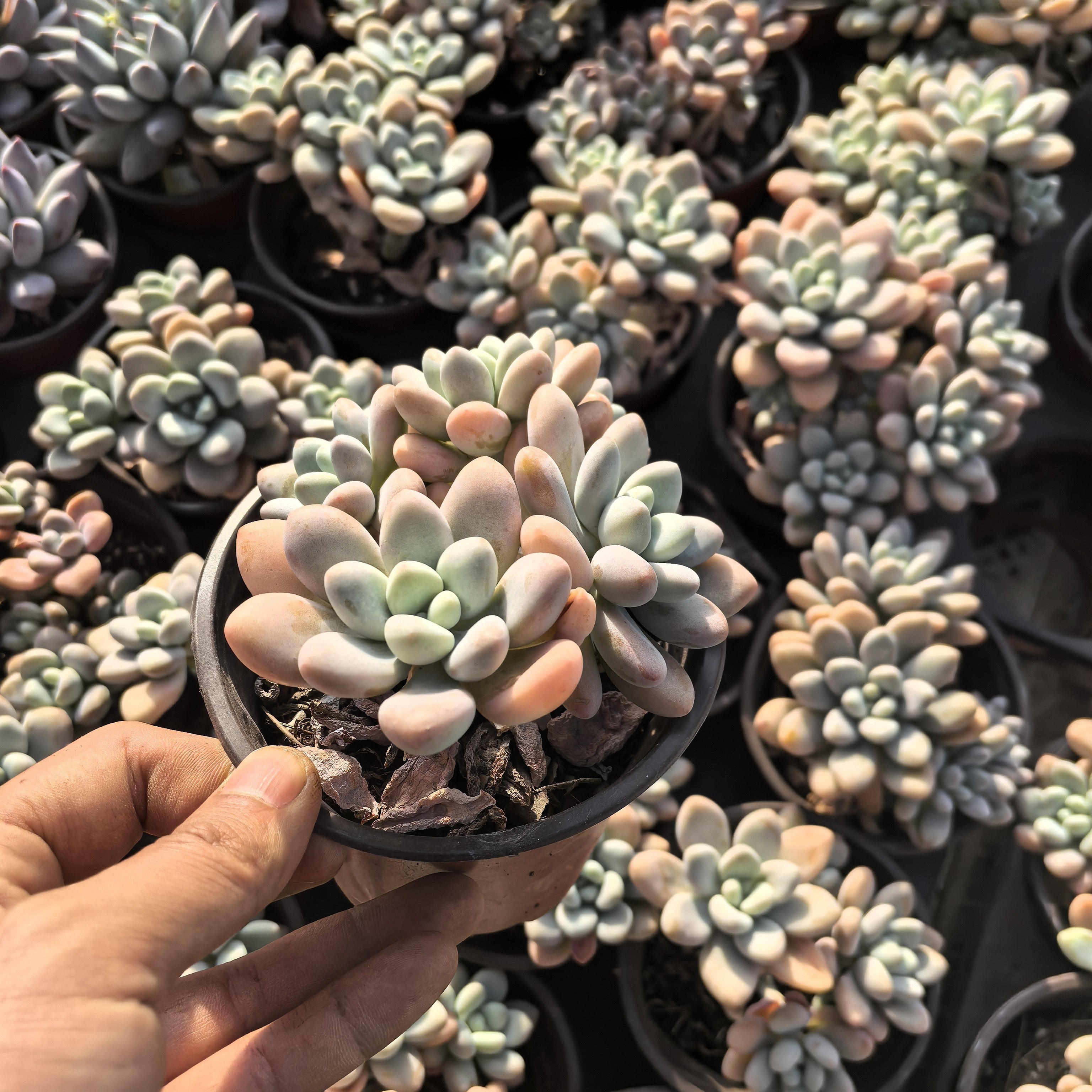 ynls洛神阳台盆栽好养多肉香水粉脱土发货,鲜花速递/花卉仿真/绿植园艺,多肉植物,淘宝优惠券,粉丝福利购,淘宝优惠卷