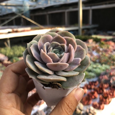 h蓝色惊喜4-5厘米1颗带盆栽好