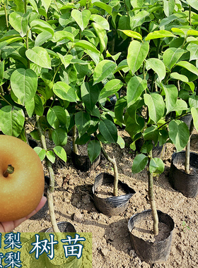 秋月梨果树苗丰水梨圆黄嫁接苗南北方种植盆地栽庭院种植带土苗木