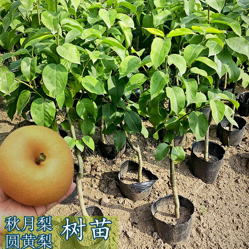秋月梨圆黄梨嫁接果树苗