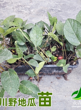 野地瓜苗种植四川地枇杷苗果树苗采摘苗木地址盆栽南方水果苗成森