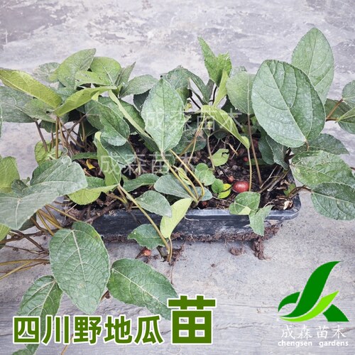 四川野地瓜苗原土果树苗