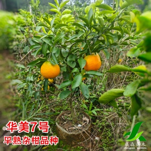 华美7号早熟柑橘新品种果树嫁接果苗苗木树苗红美人成熟相当成森