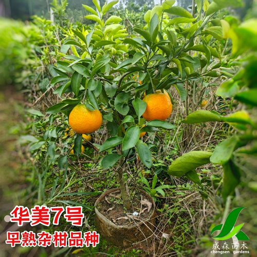 华美7号新品种早熟柑桔苗