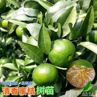 清香蜜桔柑橘苗早熟巴西柑桔苗盆栽果树苗嫁接果苗四川成森苗木