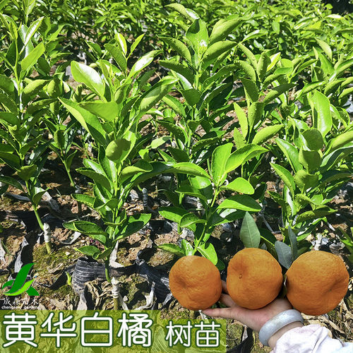 黄华白橘嫁接椪柑果树苗