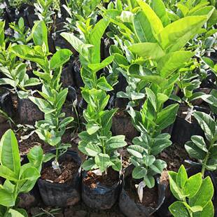 香水柠檬树苗广东香水柠檬无籽苗柠萌嫁接常绿果树苗木四川成森苗