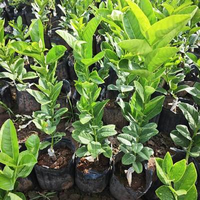 香水柠檬树苗广东香水柠檬无籽苗柠萌嫁接常绿果树苗木四川成森苗