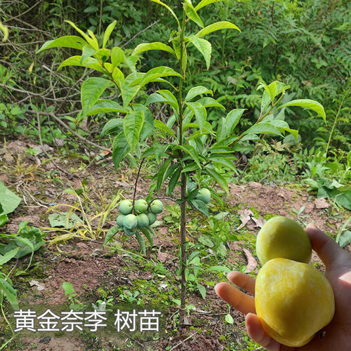 黄金奈李树苗嫁接培育成森苗木